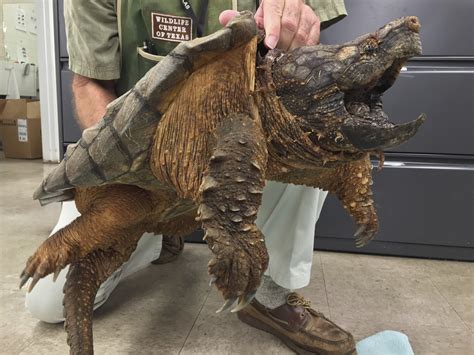 pound snapping turtle saved  pipe ap news