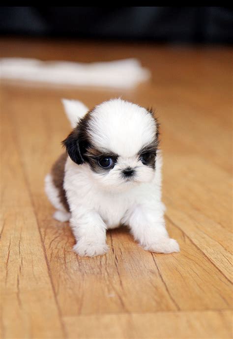 cutestthe tinniestthe finest teacup puppy