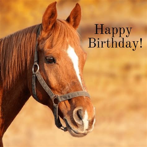 happy birthday images  horses  happy bday pictures