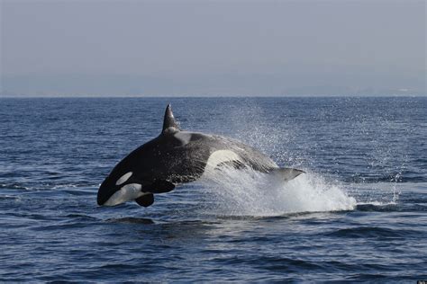 uk killer whales   saved huffpost