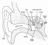 Senses Urechii Structura Auditiv Urechea Tinnitus Physiology Sistemul Scientia Hearing Auditory Clil Intropsych Prin şi Externă Smysly sketch template