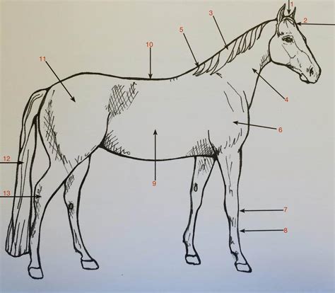 horse parts quiz full circle farm therapeutic horsemanship