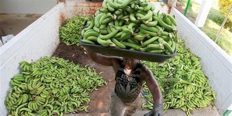 Why The World S Most Popular Banana May Go Extinct