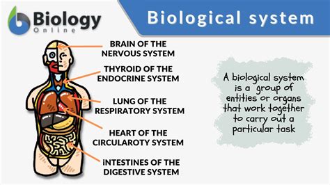 biological system definition  examples biology  dictionary