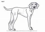Dog Vizsla Drawing Dogs Draw Step Drawings Tutorials Line Learn Paintingvalley Drawingtutorials101 Animal Animals Choose Board sketch template