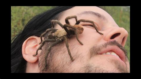 giant wild tarantula crawls  face youtube