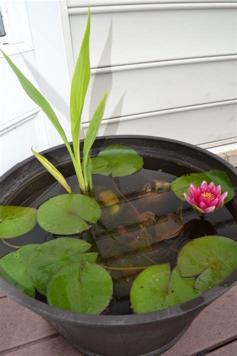 growing water lily   container whats ur home story