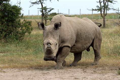 Scientists Turn To Experimental Ivf As Last Male Northern White Rhino