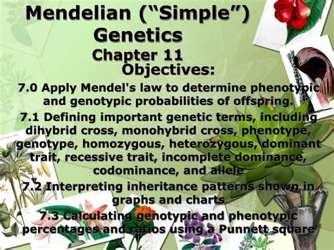 Ppt Mendelian “simple” Genetics Chapter 11 Powerpoint Presentation