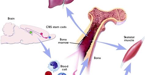 adult stem cells versus embryonic stem cells anal sex movies