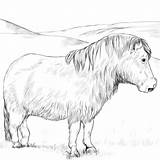 Pony Welsh Shetland Ausmalbild Pferde Ponys Zum Supercoloring Pferd Cob Zeichnen Mit Kategorien sketch template