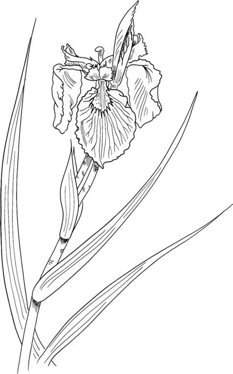 coloring pages iris printable  kids adults