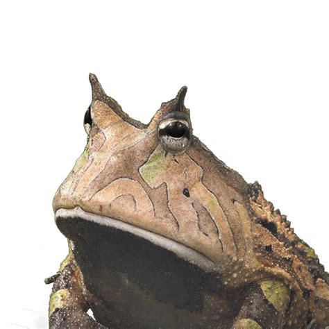 amazon horned frog wildlife print hidden planetn ben rothery