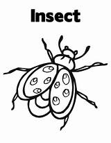 Coloring Insect Pages Kids sketch template