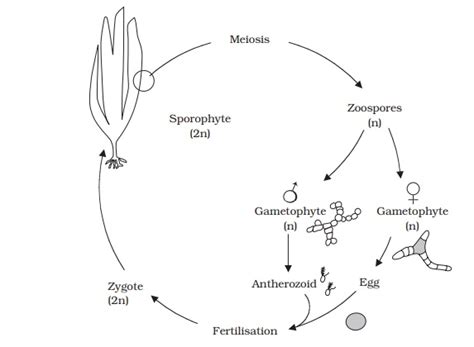 Phaeophyta Structural Characteristics Of Algal Protists
