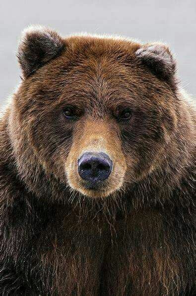 pin  rebeca davila  osos bear animal faces animals wild