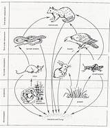 Chain Quoll Colouring sketch template