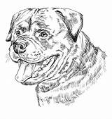 Rottweiler Angry Vectorhand Monochrome Rottweilers Rottie Guardianrottweilers sketch template