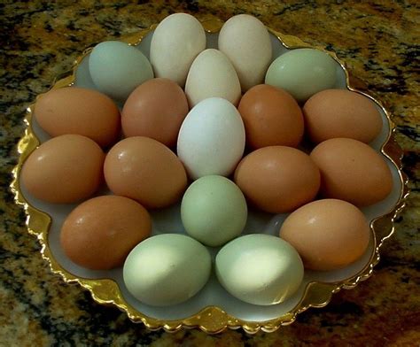 Egg Colors Backyard Chickens Community