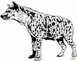 Hyena Hiena Hyenas Realista Moteada Aardwolf Realistyczna Kolorowanka Drukuj sketch template