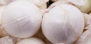 grow white onions growth  care guide backyard sidekick