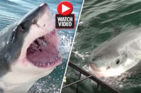 shark attack great white caught on camera lunging at diving cage daily star