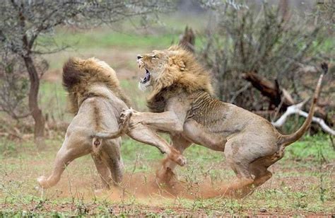 Схватка львов из за самки Кошки Самка Животные и Лев