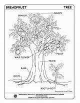 Coloring Parts Plant Pages Tree Getcolorings Color Getdrawings Roots sketch template