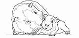 Guinea Pig Coloring Pages Printable Pigs Cute Choose Board Baby Book sketch template