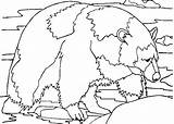Ursul Fram Polar Colorat Copilul Planse Educatie Pisicuta Pisica sketch template