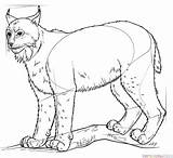 Lynx Draw Drawing Step Line sketch template