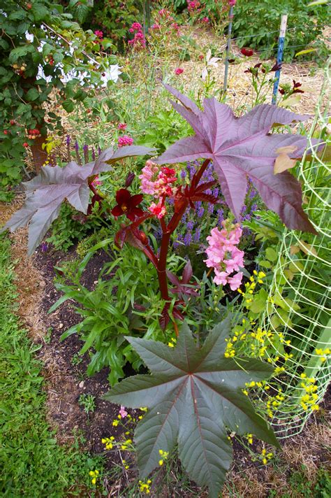 Fun Hardscape And Plants In Jeanne S Garden In Washington