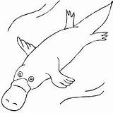 Platypus Duck Billed Coloring Drawing Pages Clipart Outline Aboriginal Colouring Clip Wombat Drawings Animal Template Animals Easy Clipartpanda Wikiclipart Kids sketch template