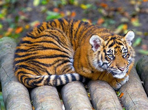 tiger cub  photo  flickriver