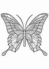 Papillon Motifs Jolis Papillons Insectes Superbes sketch template