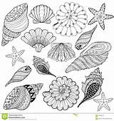 Kleurplaat Schelpen Zentangle Zee Volwassen Shells Zeeschelpen Vastgestelde Conchas sketch template