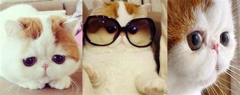 snoopybabe the definitive gallery of instagram s cutest cat