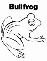 Bullfrog Coloring Pages sketch template