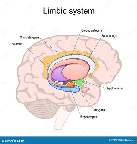 limbisches system hirnquerschnitt vektor abbildung illustration von