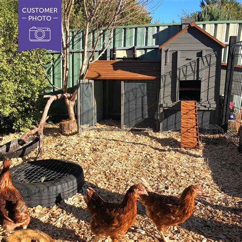 backyard chicken coops  instagram  adore  customers coop  love  colour scheme