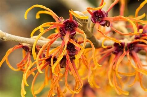 witch hazel uses 10 ways to use it for glowing skin
