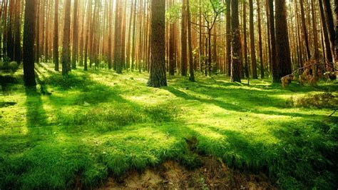 hd forest wallpaper 75 images