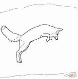 Fox Arctic Coloring Pages Jump Drawing Color sketch template