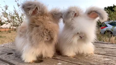 adorable fluffy rabbits  huge ears youtube