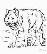 Coloring Wolf Pages Pup Popular sketch template