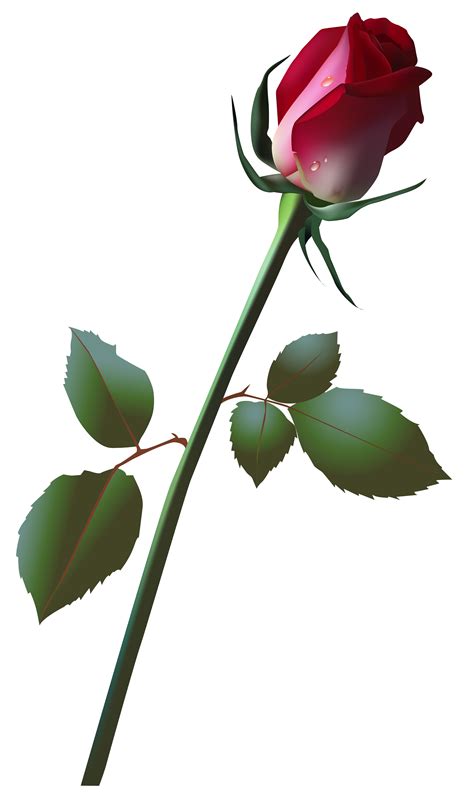rose bud clipart   cliparts  images  clipground