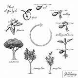 Cycle Plant Life Living Flowering Things Non Characteristics Plants Flower Seed Kids Basic Science Tree Cycles Germination Coloring Planting Nonliving sketch template