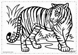 Tigres Tigre Animaux Salvajes Selva Coloriage Colorare Sauvages Animais Toutdegorgement Realistas Desde Savana sketch template