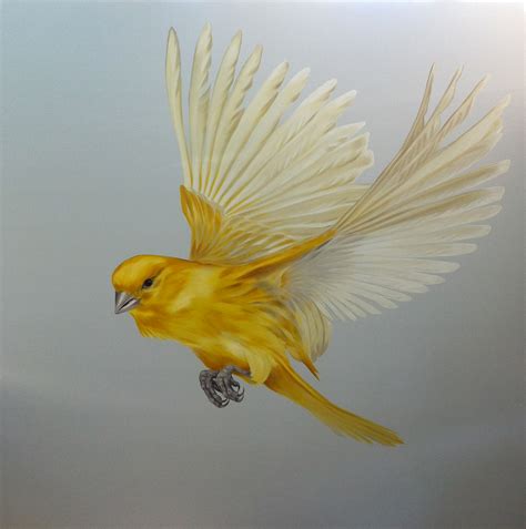 yellow canary  flight