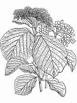 Dilatatum Viburnum Adoxaceae sketch template